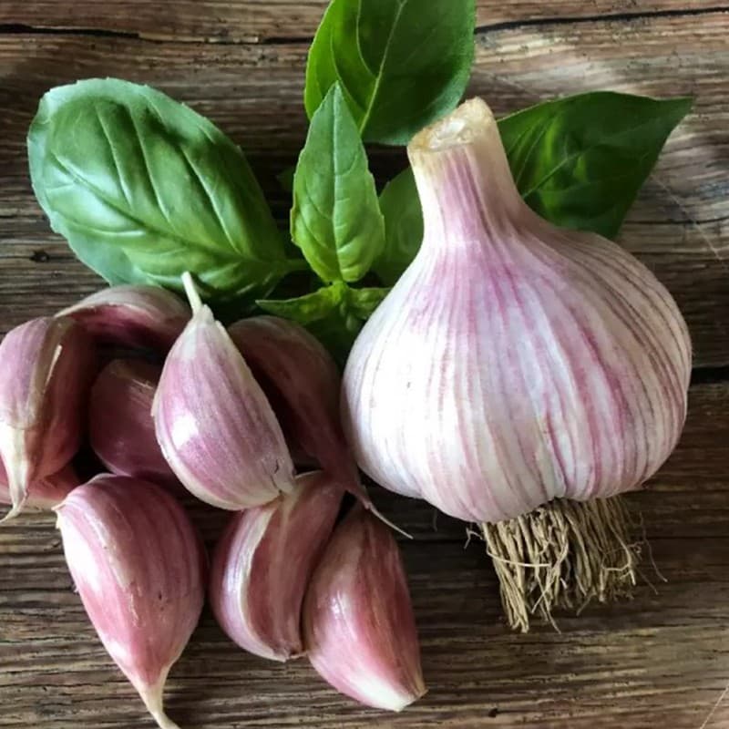 images/1679901325678garlic sorting equipment.jpg